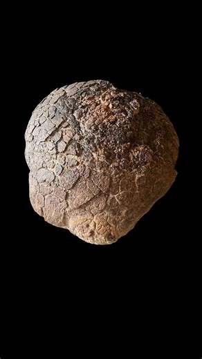 Tucson Showcase 2026 Spotlight: ⭐🎬⭐ Fossil Dinosaur Skull Dome and Spike Cluster Pachycephalosaurus sp. Lance Formation - Wyoming, USA 69-66 Million Years Old From the Lance Formation of Wyoming, this Pachycephalosaurus skull dome and associated spike cluster dates to the closing chapter of the Cretaceous, 69 to 66 million years ago. Thickened bone rises in a dense, vaulted mass, engineered by evolution for force and display. The surrounding spikes form a rhythmic halo, accenting the dome’s com