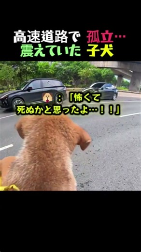 高速道路の 真ん中で、ブルブル 震える 子犬…