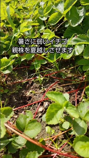 🍓暑さに弱いイチゴの親株に遮光ネットをかけました！100株計画