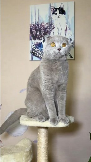 The Cutest Cat is sitting on its Baby Scratching Post! Why Does This Cat Look So Surprised?