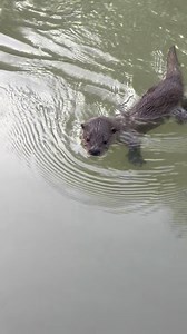 Rus Snyders’ practice days at Lake Tenkiller is proof that the Elite pros have stout competition on the water this week. 🦦 #bassmaster #bass #bassfishing #basselite #basskayak #kayakfishing #otters #wildlife | Bassmaster