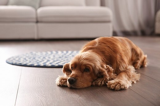 Can You Give a Dog Pepto-Bismol? | PetMD