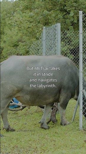water buffalo bull eats grass in a labyrinth #waterbuffalo #wildlife #documentary #hongkong