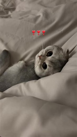 سكوتش فولد: لقطة مضحكة من القطط