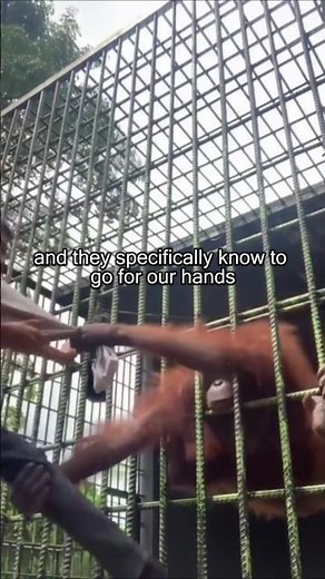 How to Survive a Chimpanzee Attack! #Shorts