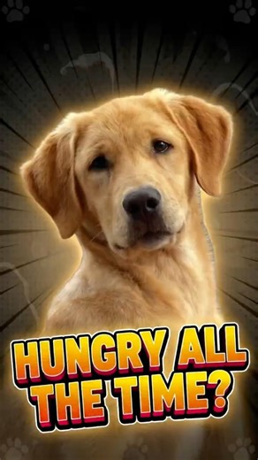 Labrador Retrievers Are Amazing 🐶🔥 #labrador #dog