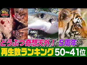 【総再生数3億回超】凶悪サメ・トラの狩り・吸血コウモリ！「どうぶつ奇想天外！」５周年記念・再生回数ランキング50位～41位まとめ【どうぶつ奇想天外／WAKUWAKU】