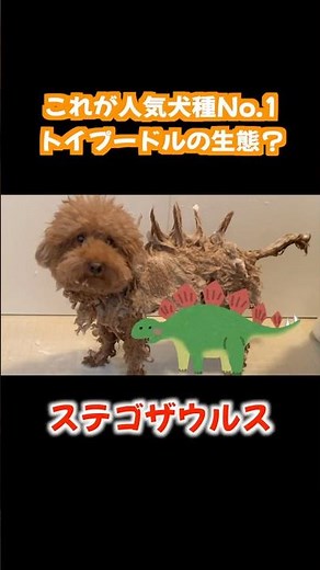 Is this what life with the #1 most popular dog breed, the Toy Poodle, is really like?