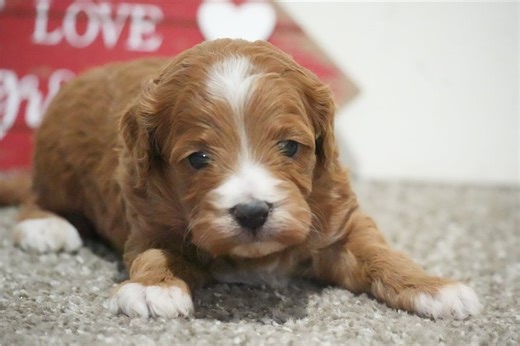 Ophelia - Cavapoo Puppy 282469