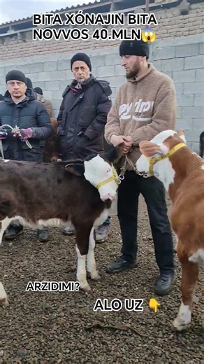 👆TÓLIQ VIDEO OBUNA BOLISHNI UNUTMANG JIGAR🤝