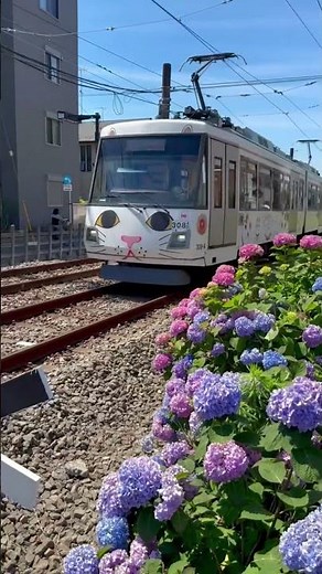 Tokyo’s Cat Train and Hydrangeas | Summer Morning on the Setagaya Line 😸🚃💠