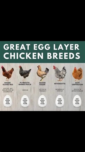5 TOP EGG-LAYING CHICKEN BREEDS YOU SHOULD KNOW White Leghorn – High white-egg producer with low feed intake; perfect for commercial layers. • **Rhode Island Red** – Tough and dependable, laying big brown eggs in all climates. Sussex – Calm, friendly, and steady brown-egg layer, ideal for free-range and starters. Australorp – Exceptional layer with up to 300 brown eggs yearly and great feed use. Isa Brown – Early-laying hybrid bred for high output and maximum profit. Smart breed choice, better e