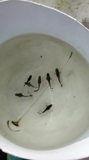 Los Peces guppy son muy fácil de reproducir #peces #guppy | Platino Bettas