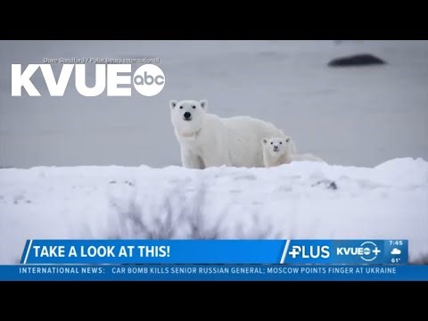 Polar bear 'adopts' cub in Canada