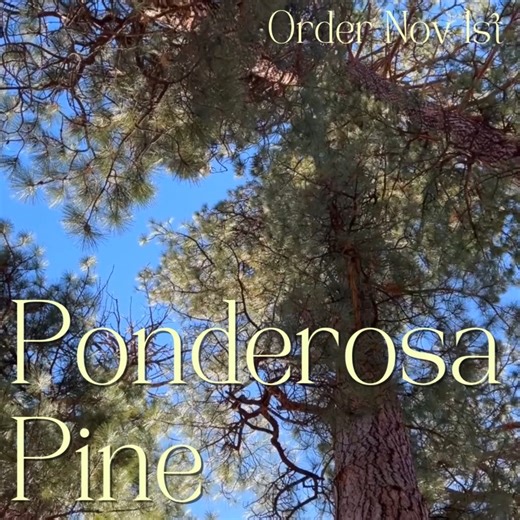Ponderosa Pine is a classic gentle giant, the kind who would love to grow anywhere, as long as it’s with you! Sturdy and adaptable to many different environments, Ponderosa needs some time to warm up to a new place but will take off and thrive once comfortable. This Pine might not be for everyone, but it would try and convince you otherwise with it’s sweet nature. This pine is noticeably large, with some of the longest fur of the Pine family. This breed is known to be a shedder, but it smells li
