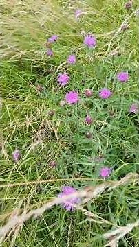 Meadow knapweed (Centaurea jacea) - Garden expedition #shorts #naturegarden #biodiversity