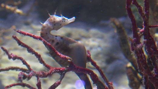 VIDÉO - "Les hippocampes, c’est compliqué à manipuler" : immersion dans l’élevage d’un poisson fragile et fascinant   - ICI