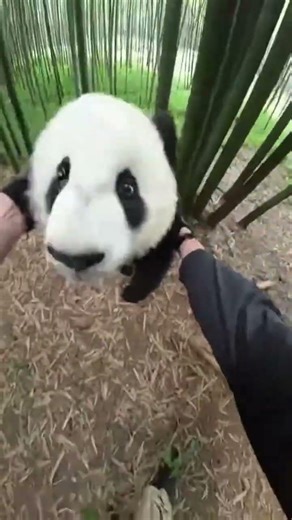 This Cute Baby Panda Was Stuck Between Trees Until...