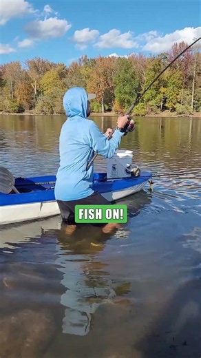 River Fishing Tips: FATKAT Drift Rig + Big Bluegill = Blue Catfish: FATKAT Best Catfishing Rigs!