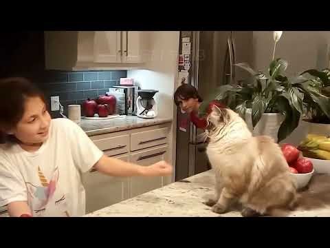 🤪😻 Meet the Mischief Makers: The Most Notorious Cat Criminals of 2026 🤪😻