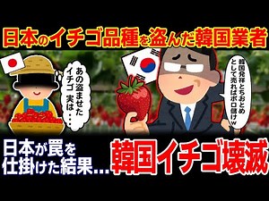 「高級イチゴの起源は韓国!!」日本のイチゴ品種を盗んだ韓国業者。しかしそのイチゴには日本の罠が仕掛けられており...【ゆっくり解説】【海外の反応】