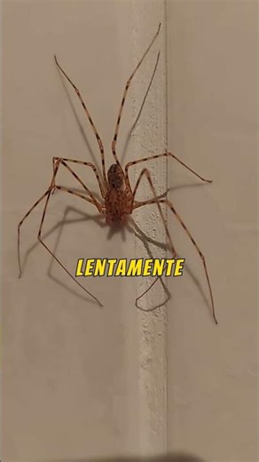 Spitting spider of the Elqui Valley