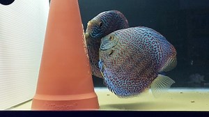 Watch Ring Leopard Discus fish Pair using the Spawning cone on Amazon Live