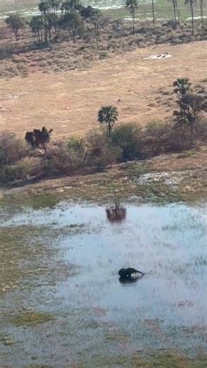 Gazing at Elephants, Okavango Delta, Botswana, G Adventures from Joanna 🐘