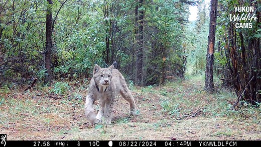 The relation between snowshoe hare populations and lynx reproductivity is well documented and may also be exemplified in this compilation from one month in late summer during which the two species were prolific. #yukonwildlife | Yukon Wildlife Cams