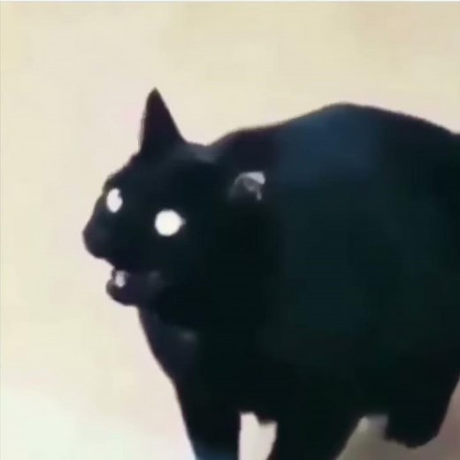 Cat Earrape