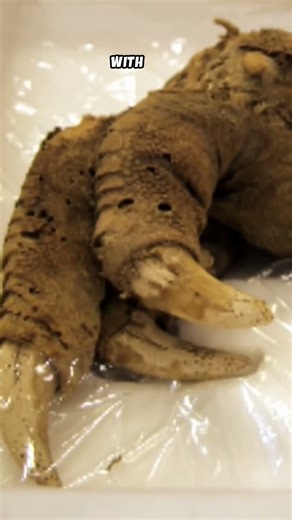 Moa’s Last Grasp: The Mummified Claw of Mount Owen!