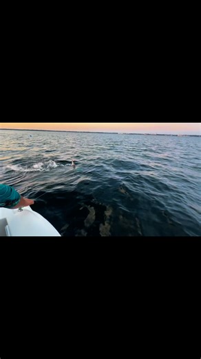 Hammerhead shark attacks our chum bag! #hfoutdoors #takeitoutside #hamiltonvillefarm #twins #fishing #howboutcha #hammerhead #chumbag #offshore | HF Outdoors