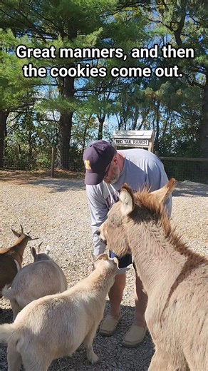 The goats are very well behaved. They stay down after a lot of training. Everyone knows about personal space and sharing. Then the cookies come out and it all goes crazy. | Red Tail Ranch
