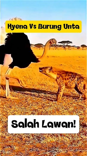 Brave Hyena vs. Ostrich, Who Wins?
