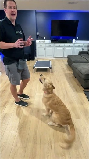 How I Teach a Golden Retriever Puppy the Place Command | Puppy Training Tips