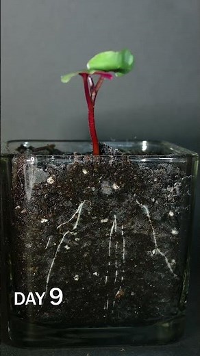 Four O'clock Seed Sprouting Time Lapse