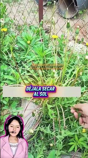 “No es solo una planta… ¡Es medicina potente! 😱🌿 Diente de león explicado”