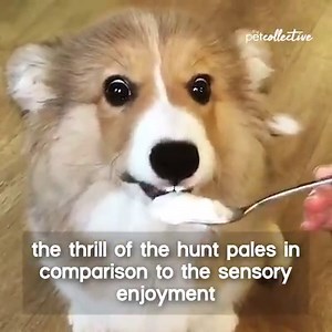 Snacking up while hunkering down? Examine the house pet's strangest eating behaviors on Our Domestic World. | Try Not to Laugh