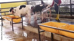 Cleaning the cow shed, Livestock Industry and Sustainable Livestock Practices. modern livestock concept. Farmers clean cows and their sheds from manure