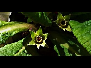 How to collect seeds from Primula ( primrose ) plant