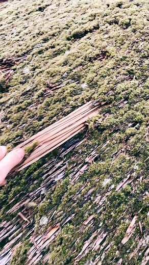Mossy thatched roof transformation 🌱👌🏼 #thethatchingguy #fyp #foryou #foryoupage #rooftop #roof #roofing #rooftops #rooftopbar #roofs #roofer #rooftopping #roofculture #rooftopview #rooftoppool #rooftoptent #RoofRack #rooftopparty #rooftopgarden #roofgarden #roofers #roofingcontractor #roofterrace #roofinglife #rooftopbars #rooftoping #rooftopviews #rooftent #roofersofinstagram #rooflife #roofrepair #roofingworld #roofershelper #roofcleaning | The Thatching Guy