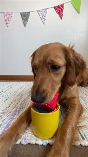 Advanced Trick Training - Cup Stacking!