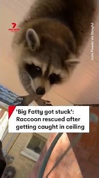 Raccoon rescued after getting caught in ceiling in London, Canada