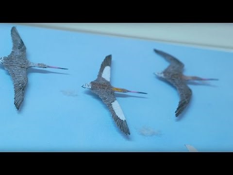 Jeannie Baker on creating 'Circle'