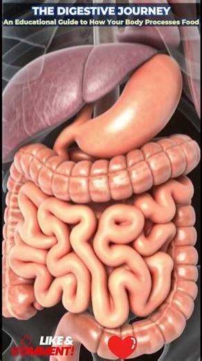 #MedicalEducation #EducationalContent #AnatomyStudy