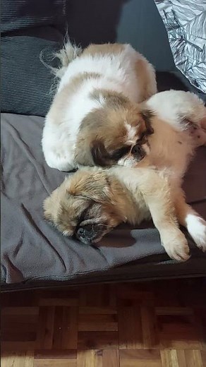 Cuddly Pekingese Sleeping Together