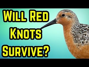 Why Red Knots Are Struggling to Survive Migration