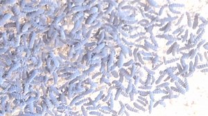 1.7K views · 53 reactions | Marine springtails at Wild Derrynane...