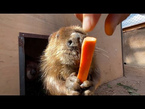 The destructive power of a beaver's "moment of grabbing the prey". [Torias Part 1]
