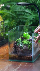 Watertight Curved Glass Terrarium With Grow Lamp for Tropical Bog Plants, Water Plants Terrarium, Mother's Day Gift - Etsy